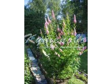 Спирея Билларди белая, розовая С2 160р