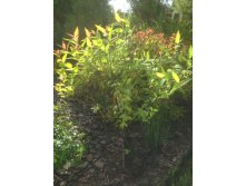      (Spiraea japonica Goldflame (Golden Flame)