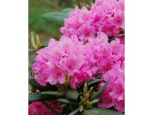 Рододендрон Каролинский PJM Elite С2 Н30  388р