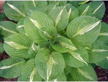   (Hosta 'Striptease')