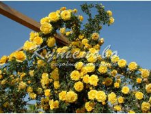 Роза плетистая "Казино"  С2   300р