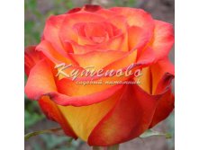 Роза флорибунда "Циркус"  С2 300р С4 400р