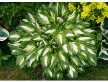    (Hosta undulata 'Mediovariegata