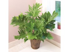  PHILODENDRON SELLOUM 'LITTLE HOPE