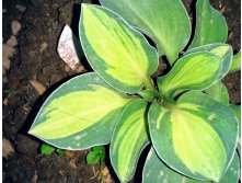 Hosta - "Holy Mouse Ears"