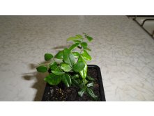   (riphasia trifolia) - 180 .  1  !!!