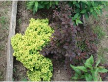  Golden Ring(), 130, 1