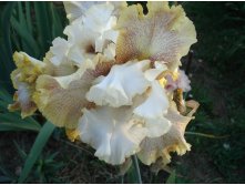 Ring araund Rose,180