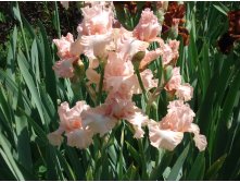 Anna Belle Babson, 150