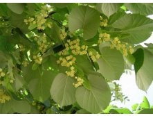 Липа мелколистная С4 Н120  350р