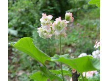 Appleblossom Rosebud