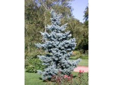 Ель голубая Glauca С2 545р