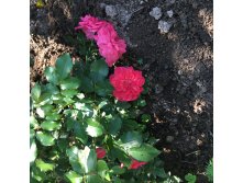 IMG 0411.JPG