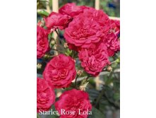  Starlet Rose Lola ( 7) .jpeg