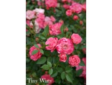  Tiny Winy ( 7).jpeg