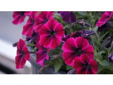 Petunia. Sweetunia Suzie Storm