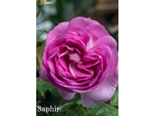  Saphir ( 7).png