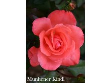  Munhener Kindl ( 4).jpeg