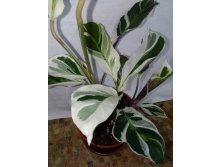 Calathea 'Fusion White'