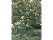 Плодовые деревья: яблони,груши, слива
