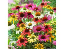 Echinacea-mix-coneflower-mix 3.jpg