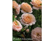  Peach Clementine ( 6).jpeg