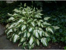   (Hosta undulata 'Univittata')