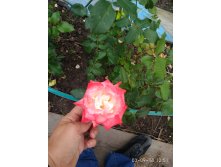 IMG 20180903 125156.jpg