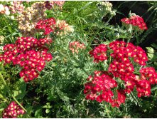 Тысячелистник вишневая королева. Тысячелистник paprika. Achillea millefolium paprika. Тысячелистник красный паприка.