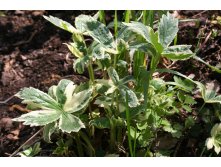 Astrantia major 'Sunningdale Variegated'