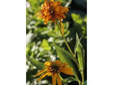 Echinacea () Marmelade