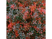     (Berberis media Red Jewel)----