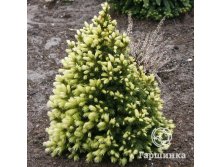     (Picea glauca Daisy's White)-.jpg