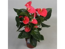    ( Anthurium Arisa Pink)-  550 - 600 .