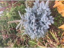  Picea pungens Glauca Globosa