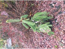 Picea glauca Pendula