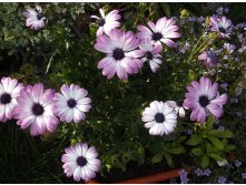  Cape Daisy Zanzibar Rose Bicolor.JPG