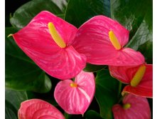    ( Anthurium Arisa Pink)