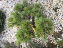    Pinus strobus Minima