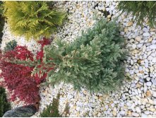 Chamaecyparis pisifera Boulevard   <<>>