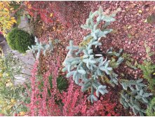 Abies Procera Glauca