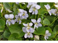 Viola sororia 'Freckles' 100