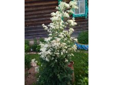 IMG 20180702 191420.jpg