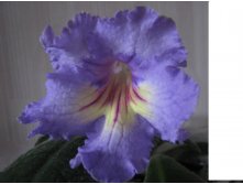 Lavender (Kl ).jpg