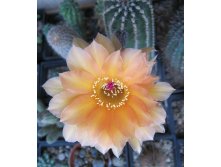 Echinopsis hybrid A61 Aphrodite