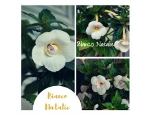 Bianco Natalie (1) &#8212; .jpg