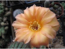 Echinopsis hybrid A61 Aphrodite