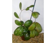 Hoya EPC-965 'Larisa' ,  