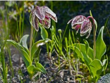 Fritillaria purdyi