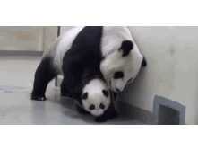 Landscape-1451583669-panda-mom-bed.gif